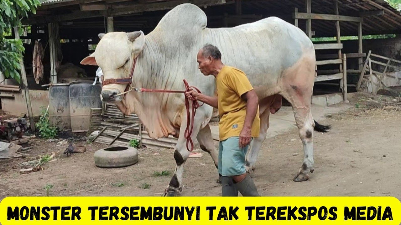 Monster Tersembunyi Jarang Terekspos Media|Sapi PO Kebumen|Mbah Dalimin