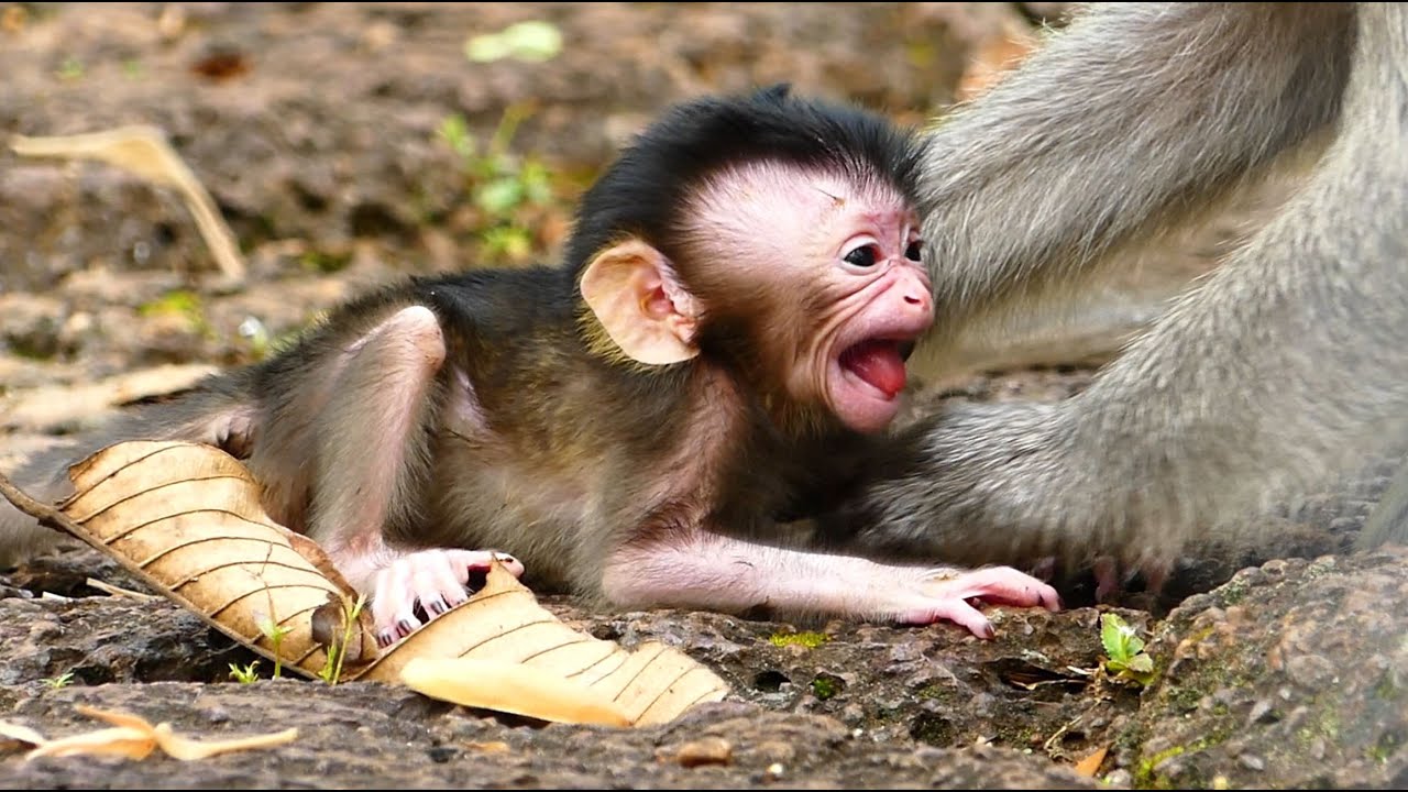 Wow! OH God! BB Monkey Aria Crying, What Wrong With BB Monkey Aria?