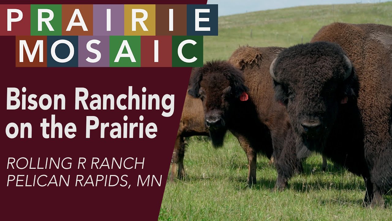 A Minnesota ranch bringing bison back to the land | Prairie Mosaic