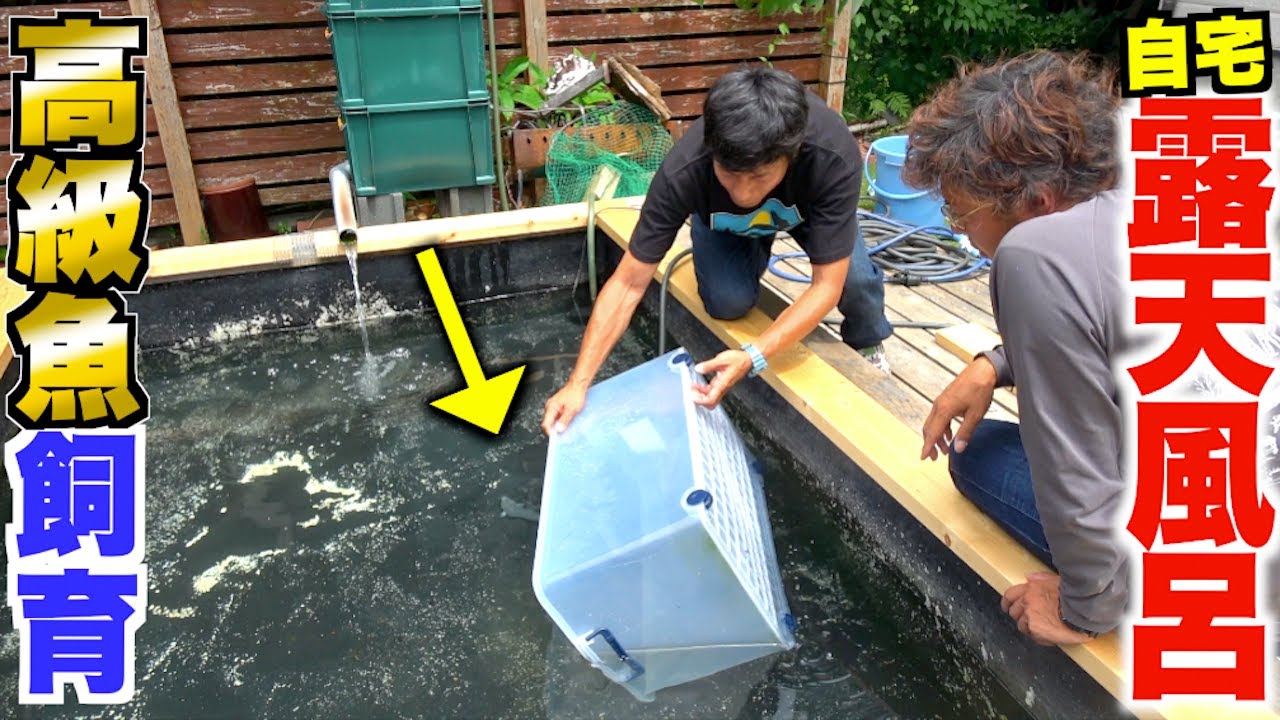 裏庭の露天風呂を改造して高級魚を入れてみたら・・・！？