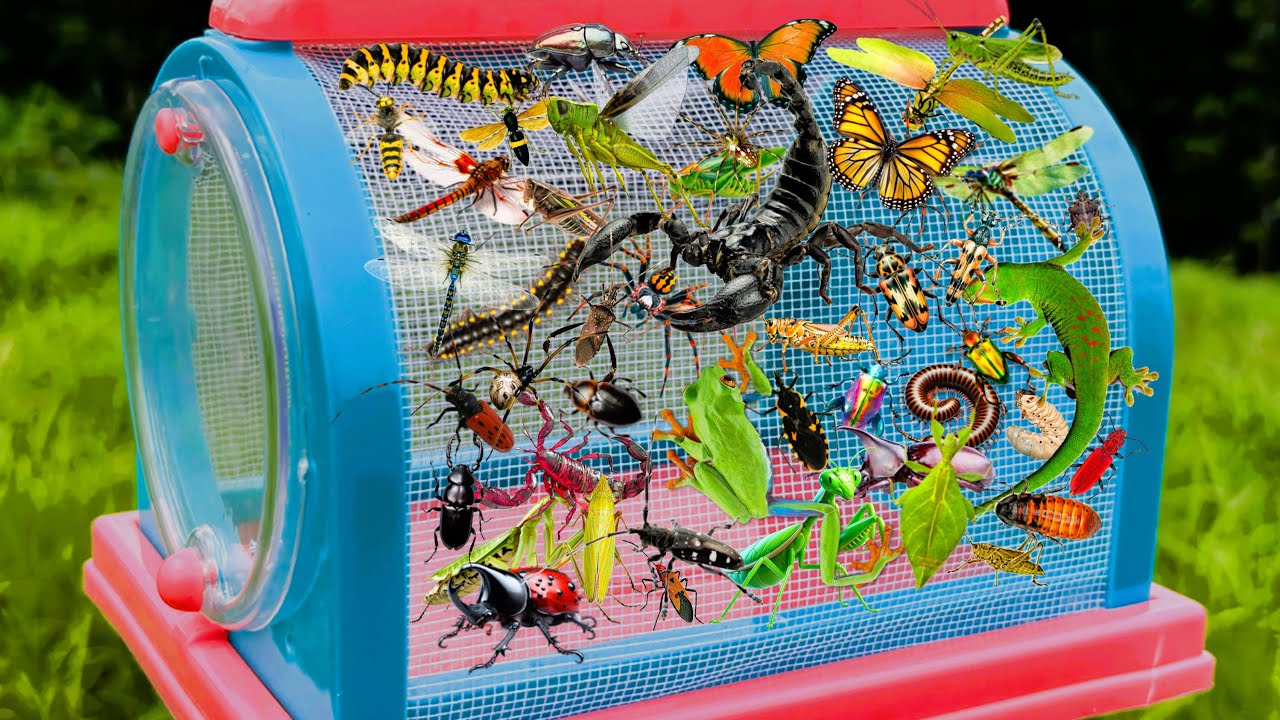 I am hunting for insects in the garden I found a Grasshopper, Butterfly, Cockroach, Mantis, Scorpion