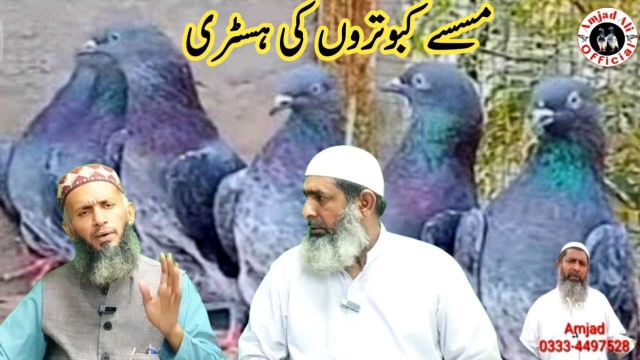 Pure Messy kabootar || Pure missy pigeon || Missay breed mistry wale