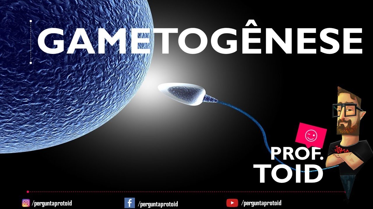 🐢 Toda a Gametog&ecirc;nese (Biologia) - Pergunta Pro Toid 🐢