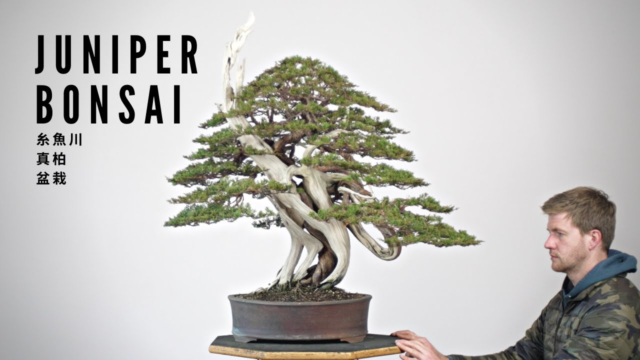 Rebuilding a Juniper Bonsai | 糸魚川真柏盆栽