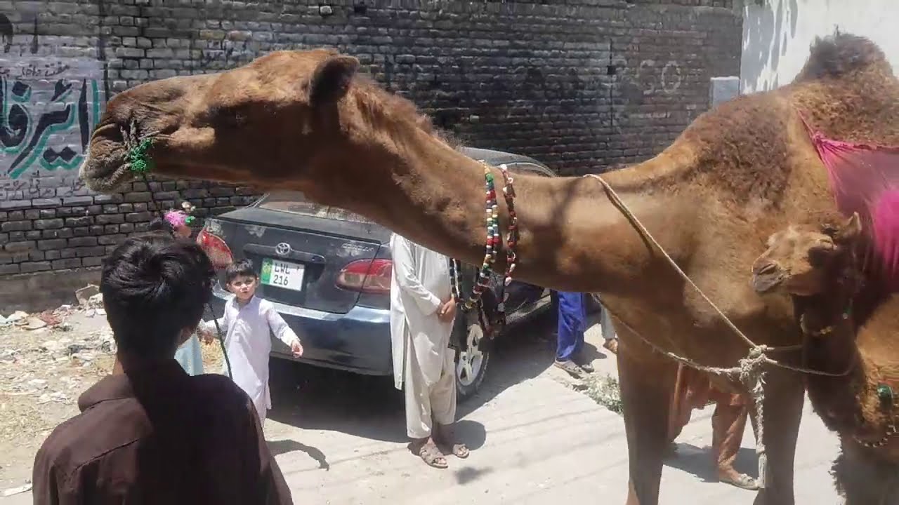 FRESH Camel Milk | Street Food KPK | KPK Street Food