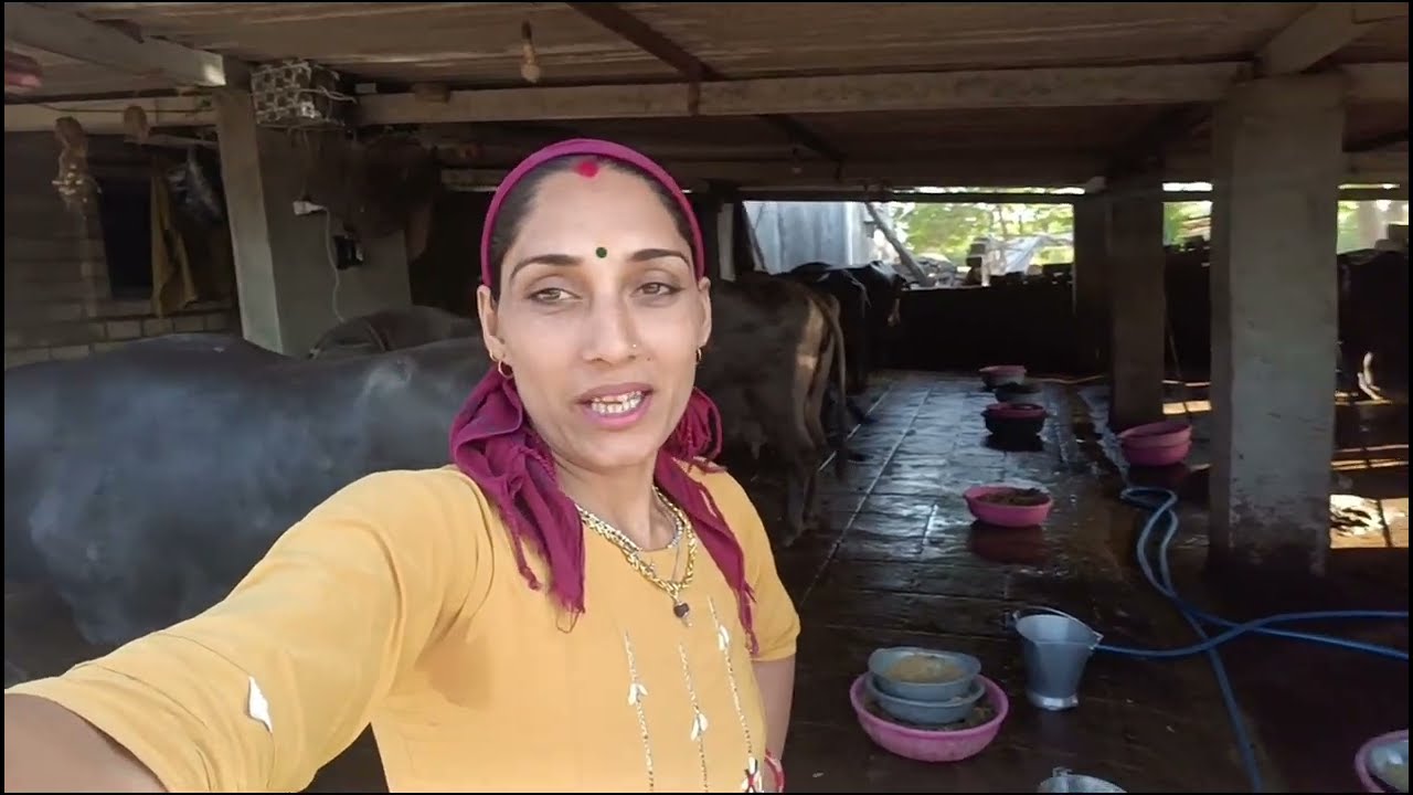 સાંજે ભેંસો અમે કેટલા વાગે દોઈએ???