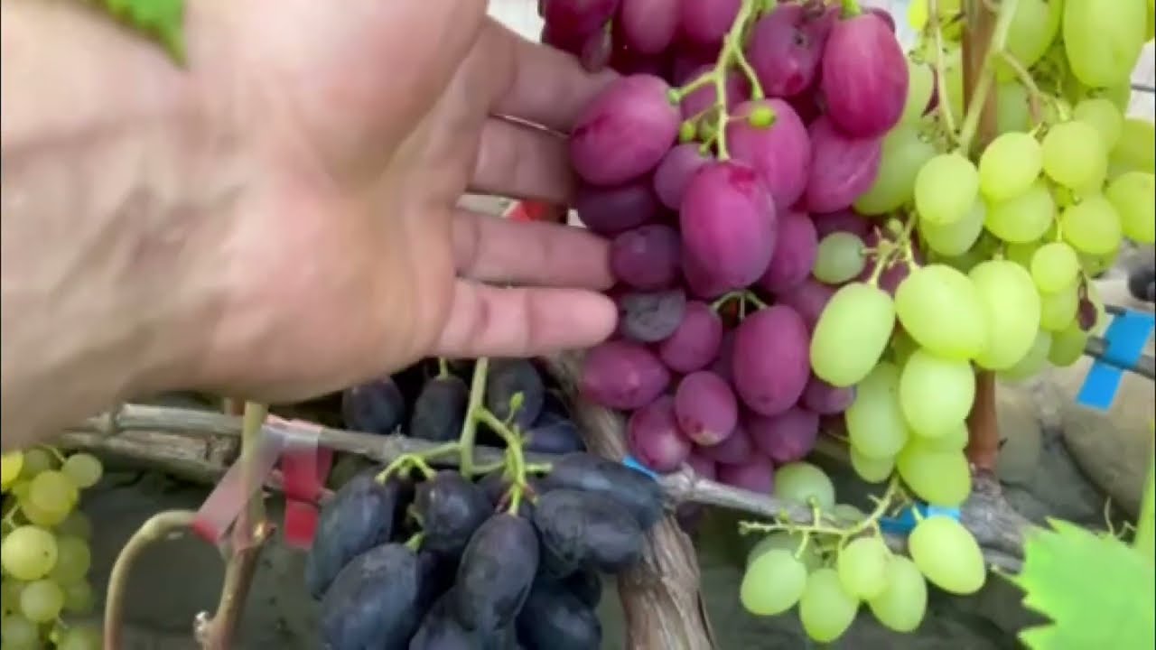 Виноград не укривний Тернопільщина частина 2