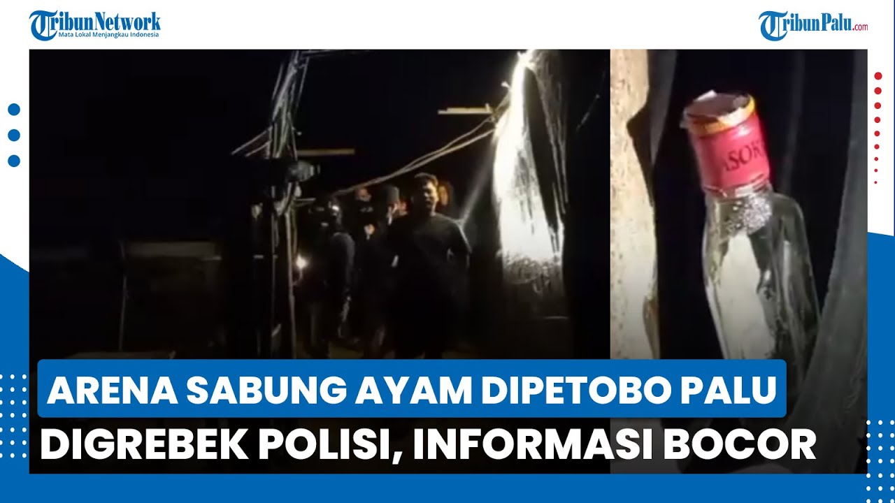 Arena Sabung Ayam di Petobo Kota Palu Digrebek, Lokasi Kosong saat Polisi Tiba