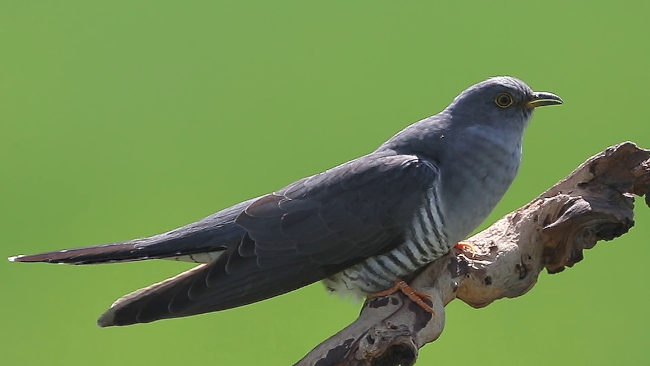 Roepende koekoek | Zelf Geschoten | Vroege Vogels