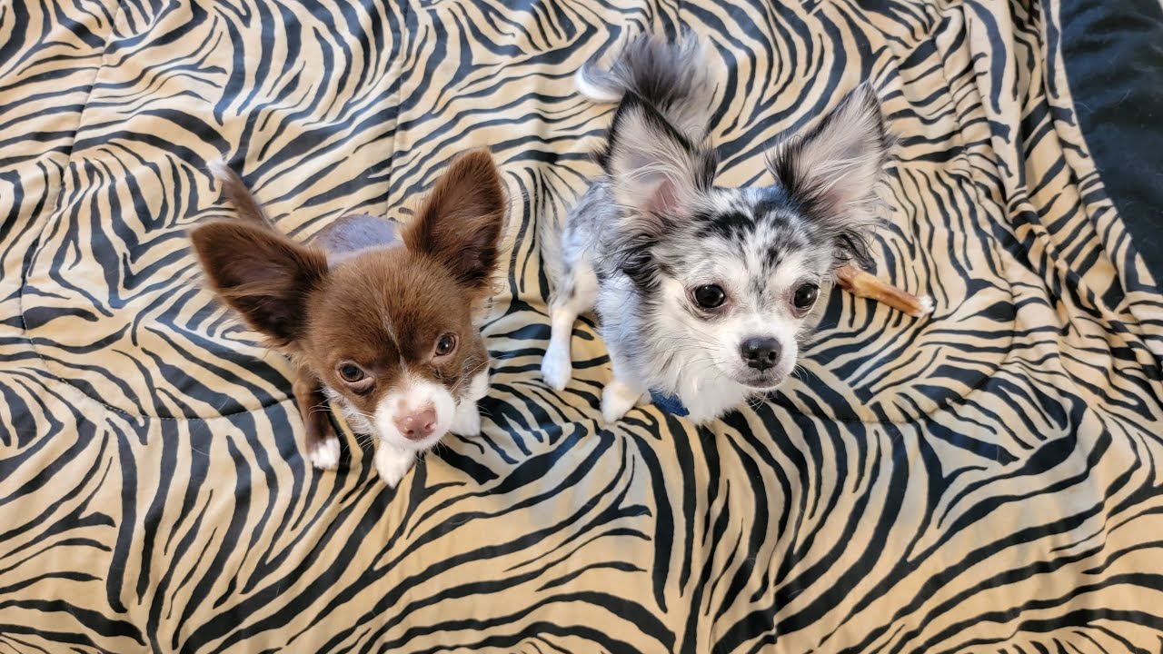Treats With MAYA & LOKI