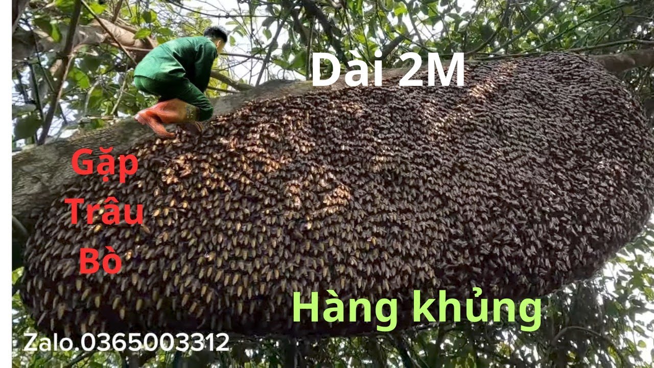 H&atilde;i H&ugrave;ng Gặp Tổ Ong Khủng D&agrave;i Hơn 2M Lớn Nhất