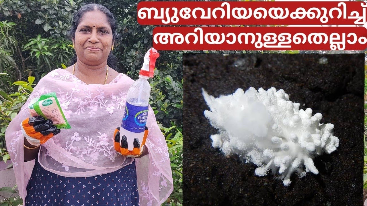 ജൈവ കീടനാശിനി | Beauveria A to Z | Malayalam