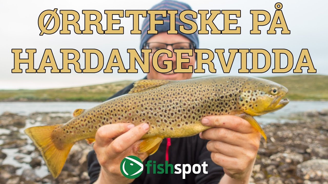 Ørretfiske på Hardangervidda med villrein, steinbu og fantastisk natur