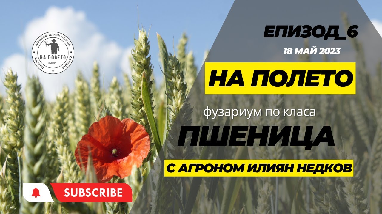 НА ПОЛЕТО /епизод_6/ - Пшеница - грижи в последния етап от развитието