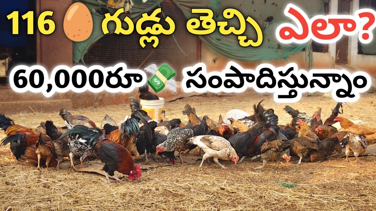 natu kollu farming telugu |  నాటు కోళ్ల వ్యాపారం ఎలా చేయాలి 🐓