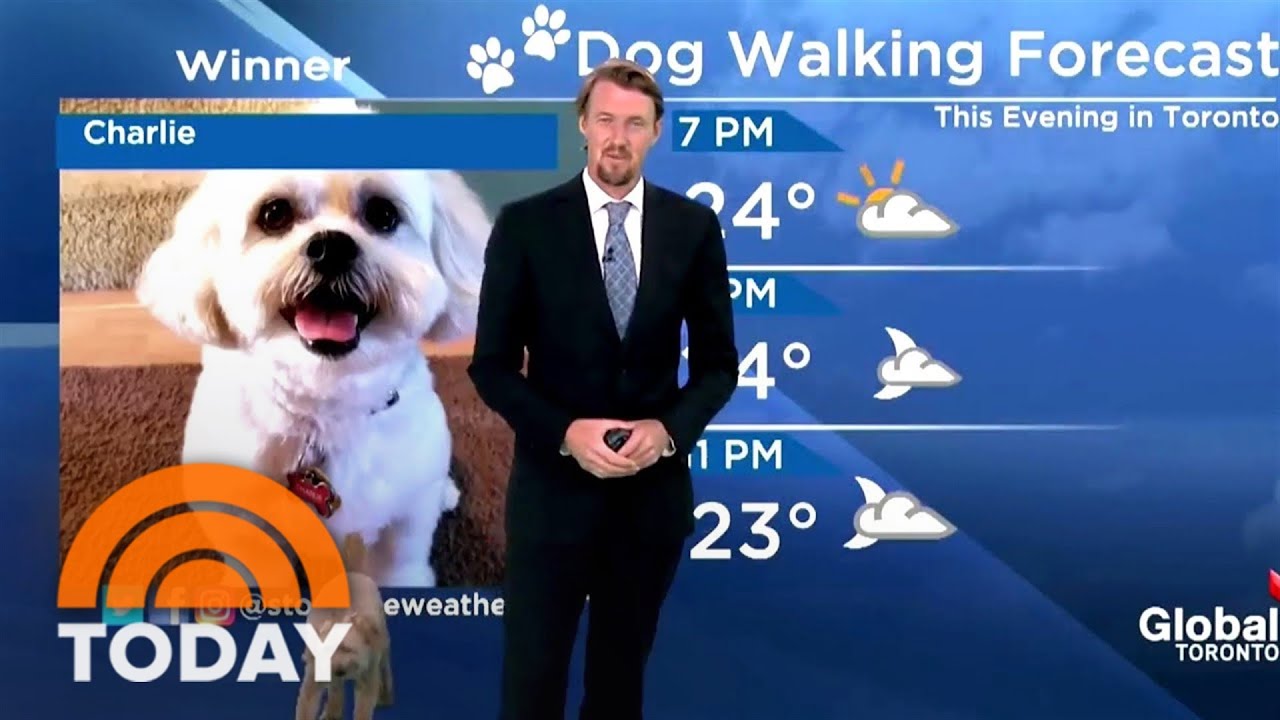 Watch This Meteorologist’s Dog Interrupt His Human's Weather Report
