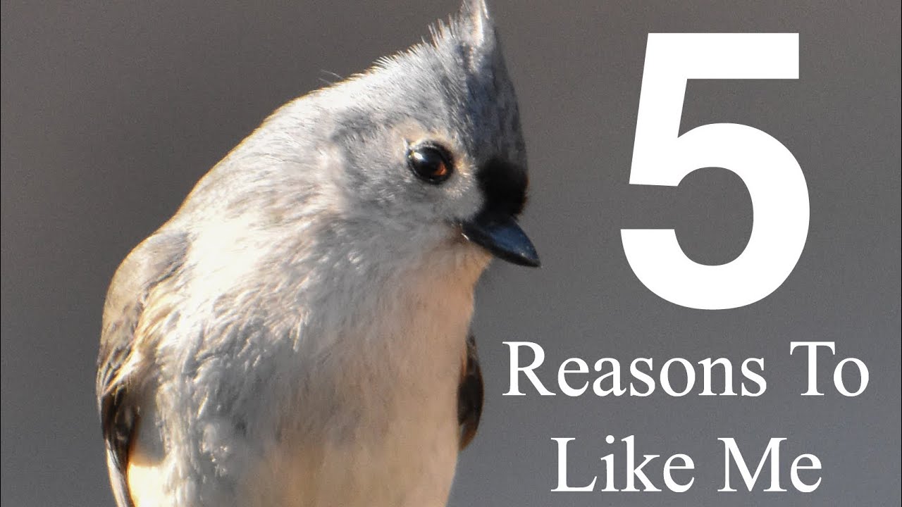 5 Reasons to Like the Tufted Titmouse