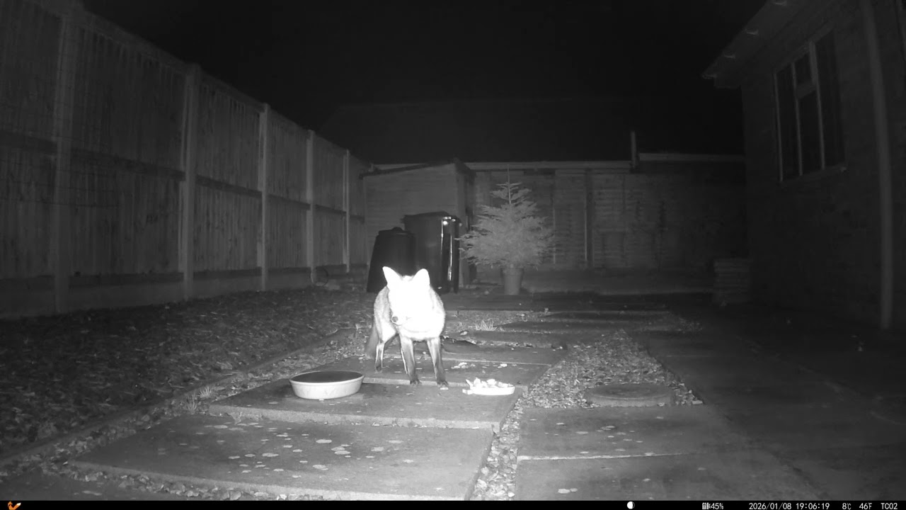 20260109 Two Foxes