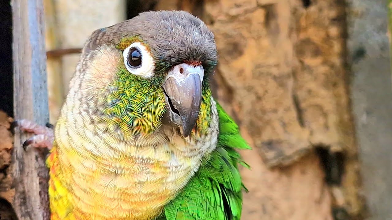 Nature bird relaxing sounds : The sounds of birds and nature relax me, Green cheek conure