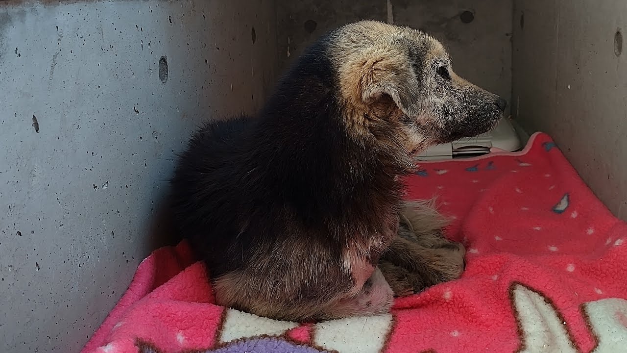 NPO 小さな天使club 保護動物部 がライブ配信中！