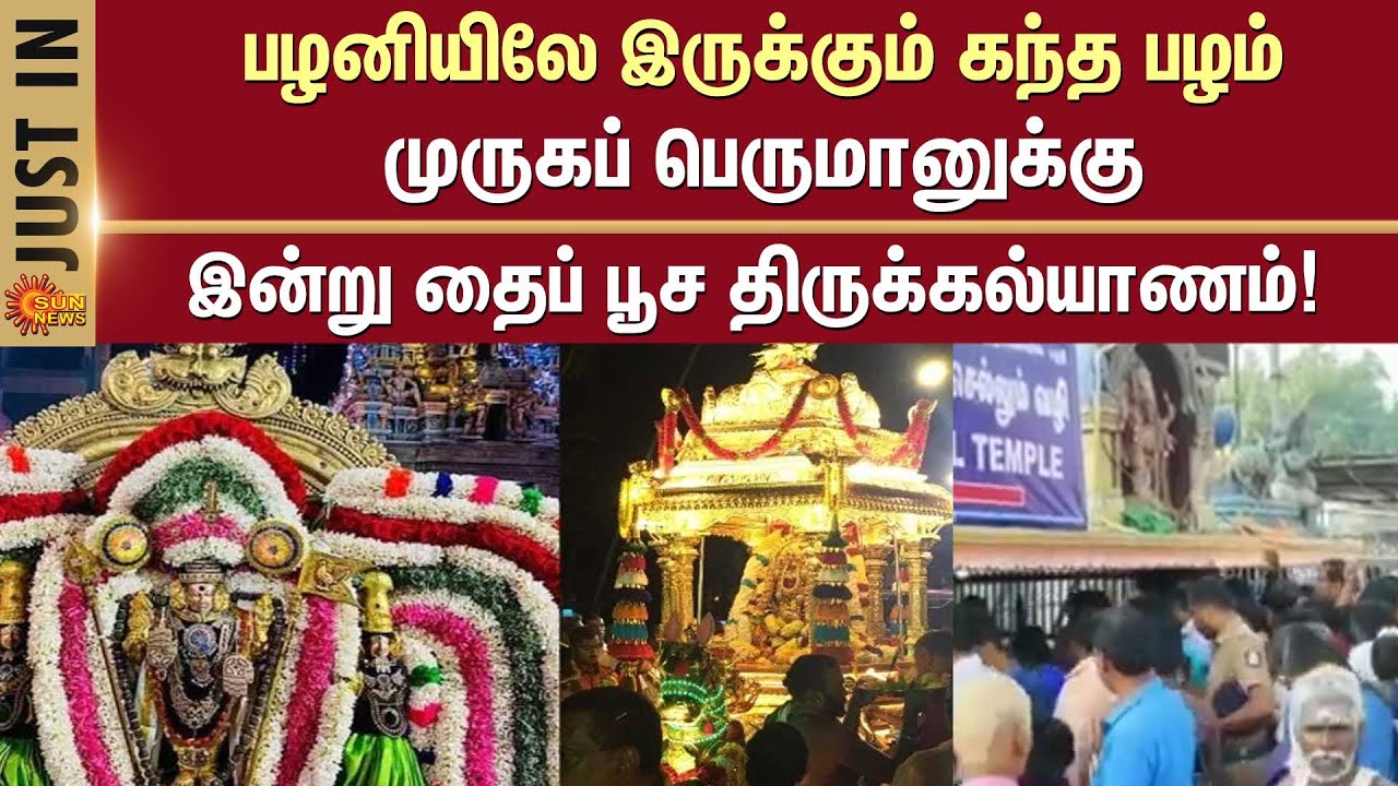 முருகப் பெருமானுக்கு இன்று தைப் பூச திருக்கல்யாணம் | palani murugan Temple Devotees Crowd | Sun News