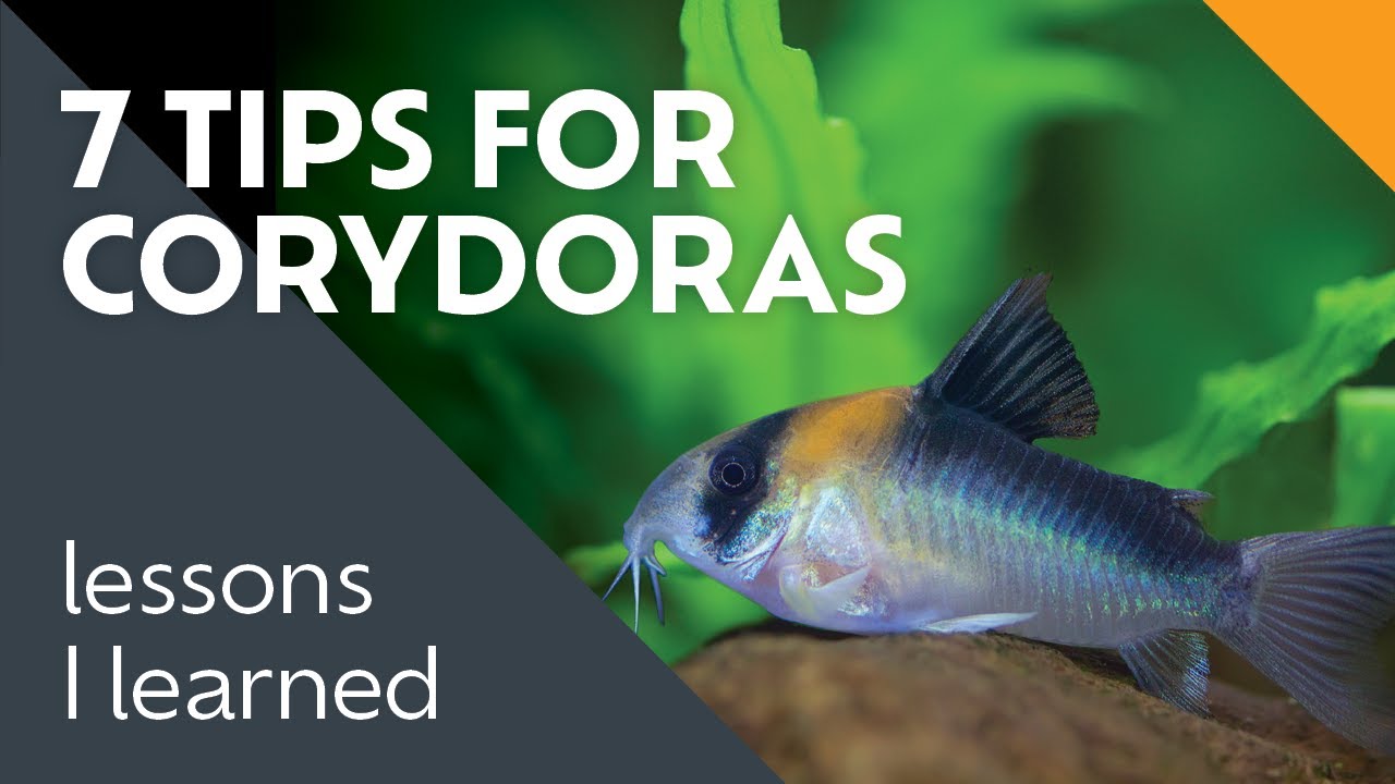 Things I Learned Keeping Corydoras