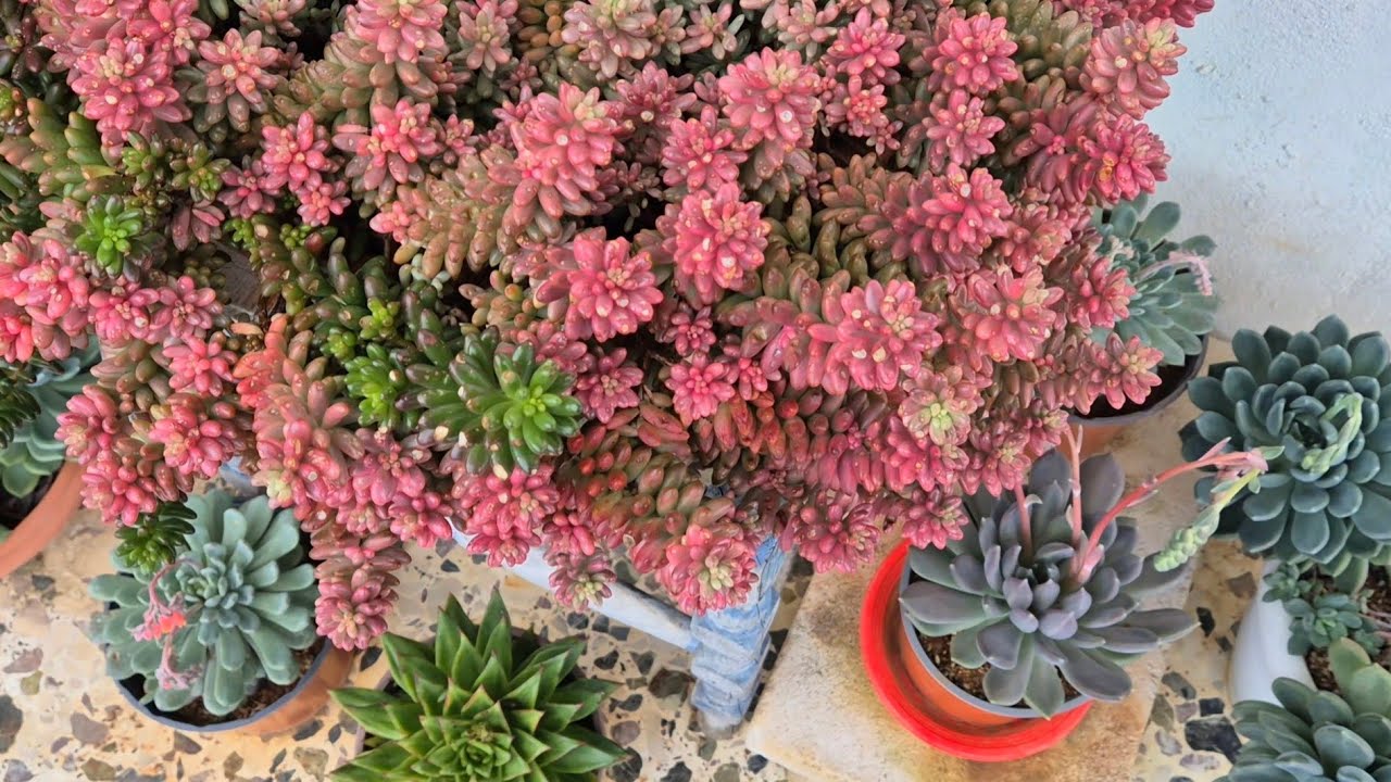 No matter how windy it is, my succulents survive. Succulent update on a windy day.