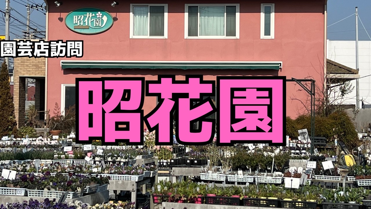 [園芸店訪問]昭花園さんに行ってみたら可愛い花がたくさん見つかりました　ゆっくり買い物している気持ちで観てみてください