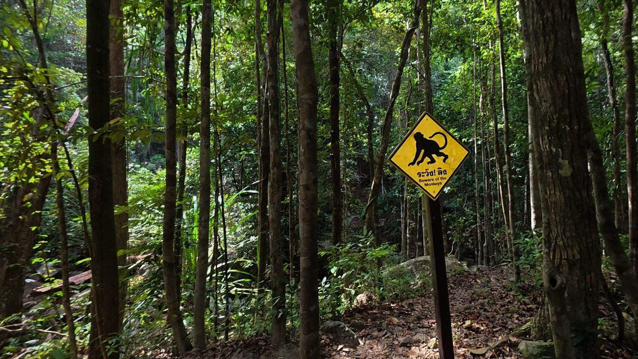 🇹🇭 Я почув це в джунглях Koh Phangan