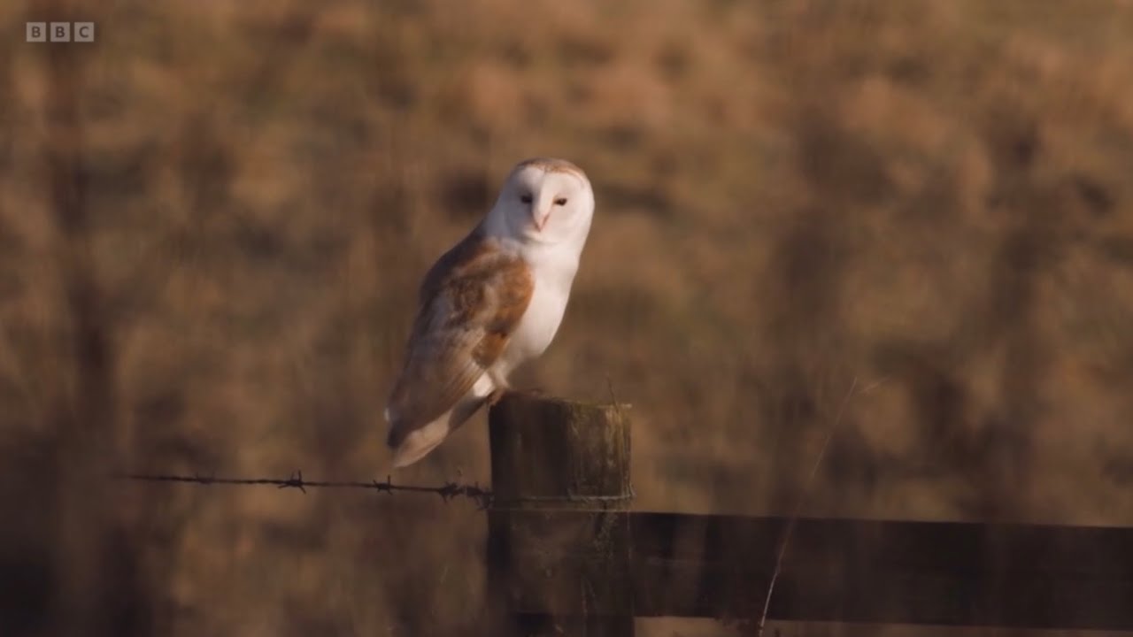Chris & Michaela explain why Barn Owls are quiet in flight | Winterwatch 2024