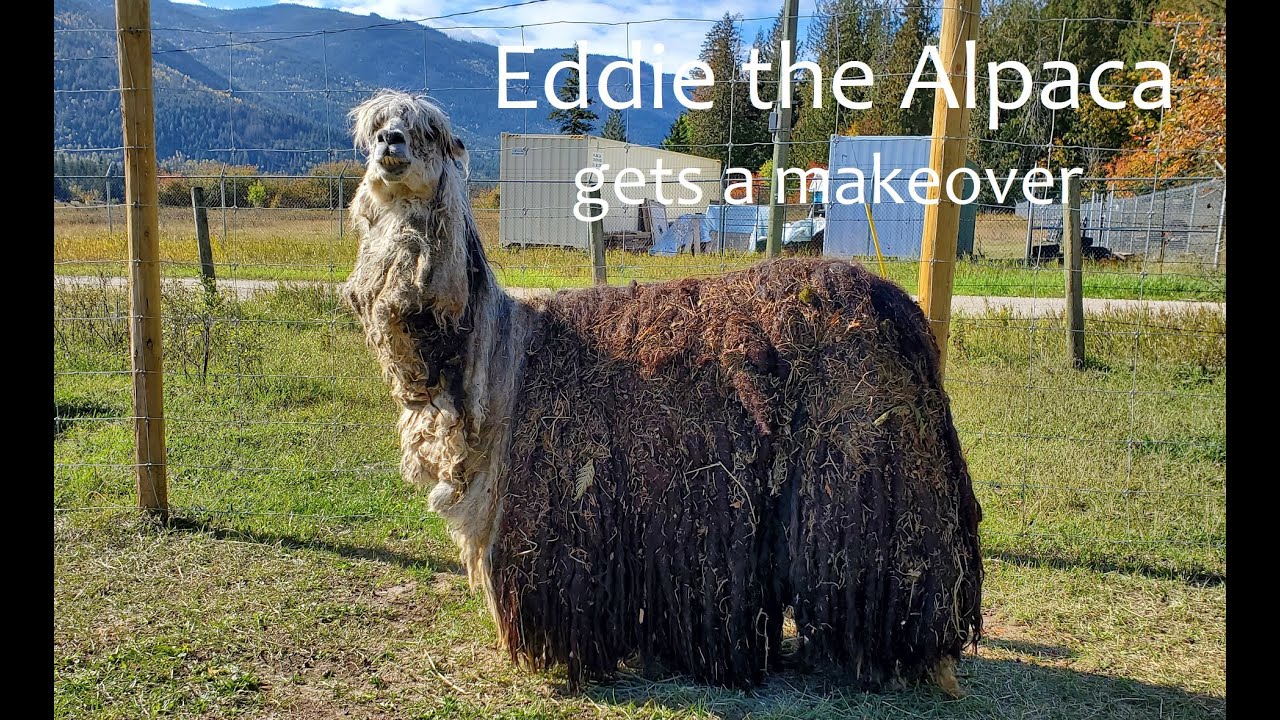 Alpaca Rescue - Emergency Hand Shearing & Toenail Trimming