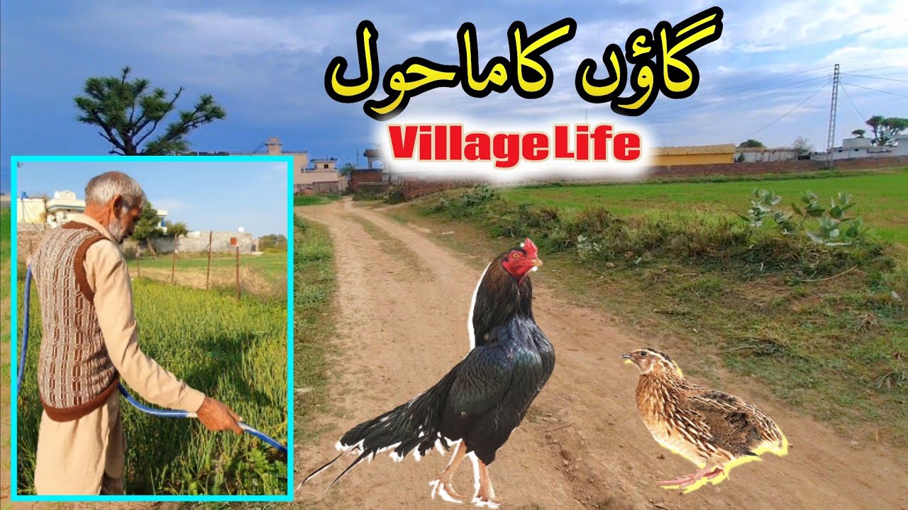 Village Vilog گاوں کی زندگی | Potha Sher Dhok Bhori | Dadyal | Status Lines | Azad Kashmir