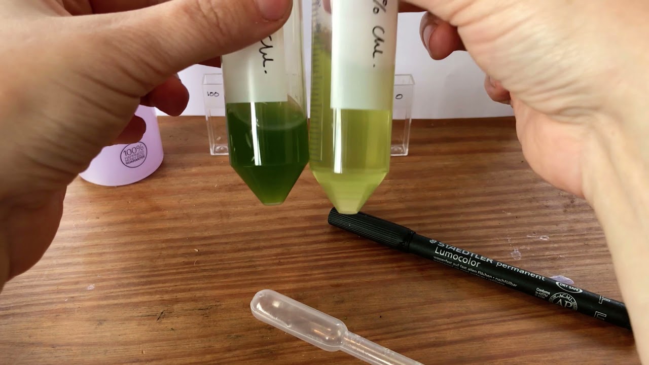 At home chlorophyll extractions and dilution series