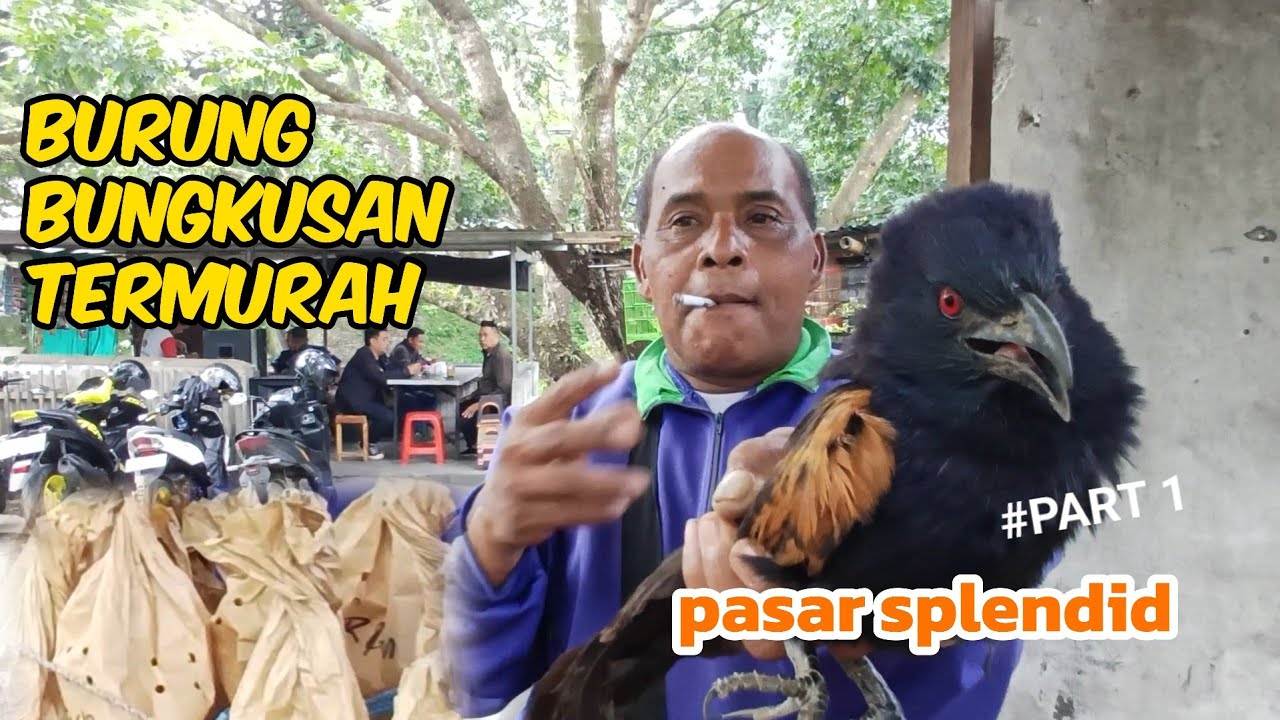 KETEMU PENJUAL BURUNG BUNGKUSAN PALING  MURAH DI PASAR SPLENDID KOTA MALANG