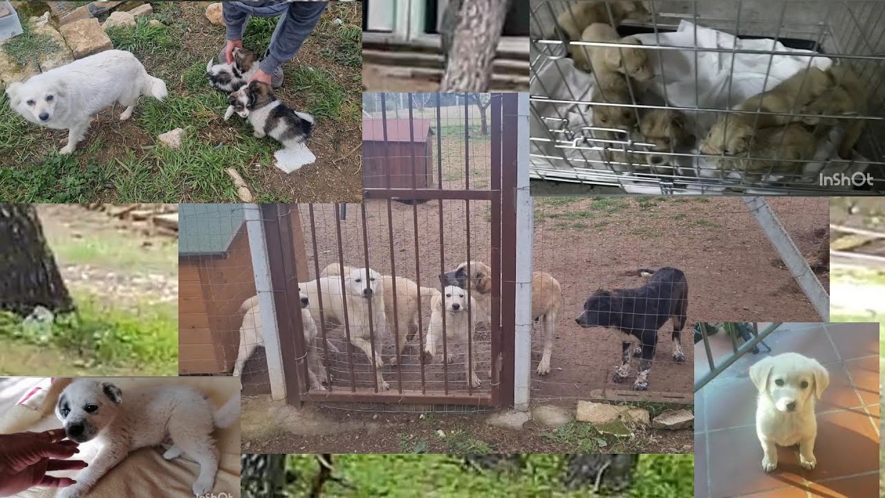 Noi, sommerse di cuccioli, a Ginosa e a Marina di Ginosa.....
