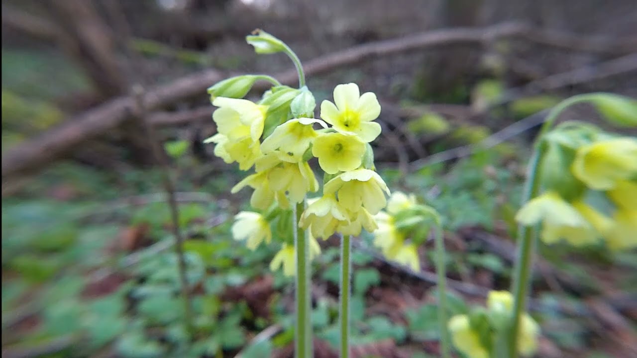 Die Schlüsselblume als Botin des Frühlings