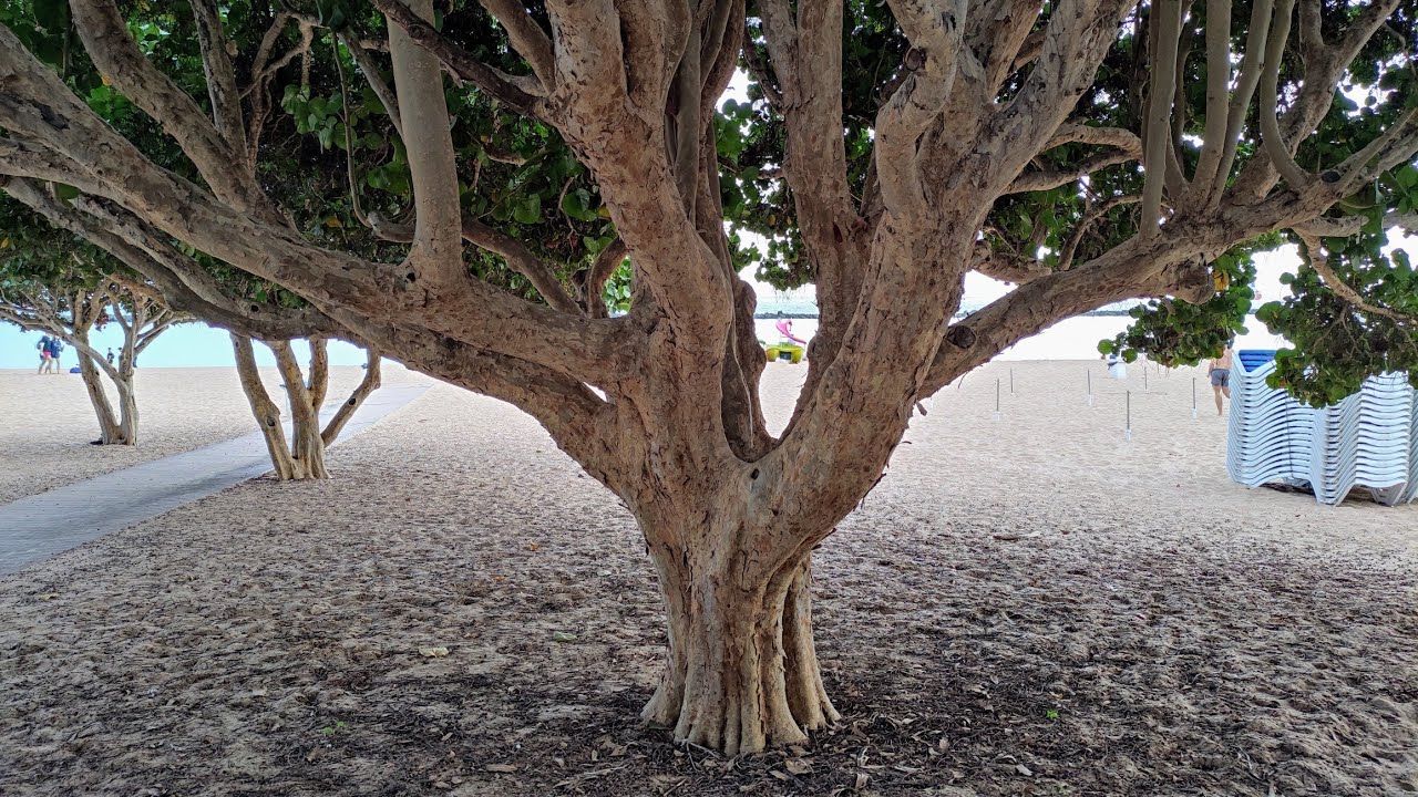 Huge Tasty Sea Grape (Coccoloba uvifera) Trees at Teresitas Beach, Tenerife