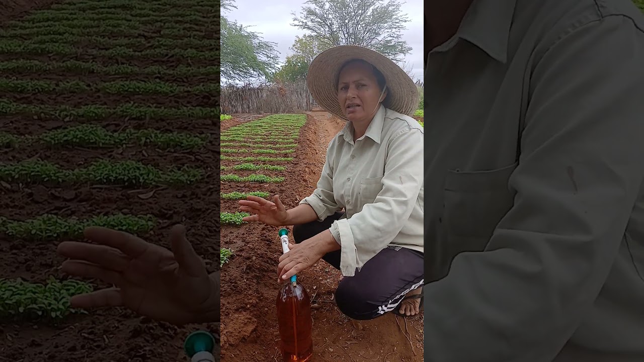 como plantar coentro #dicas #planta&ccedil;&atilde;o #coentro #agricultura #viral #fyp
