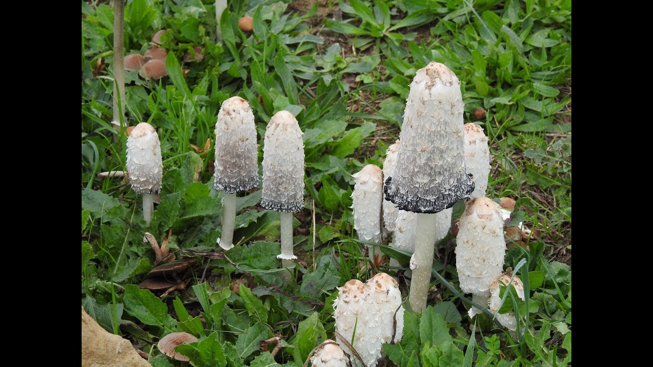 coprinus comatus