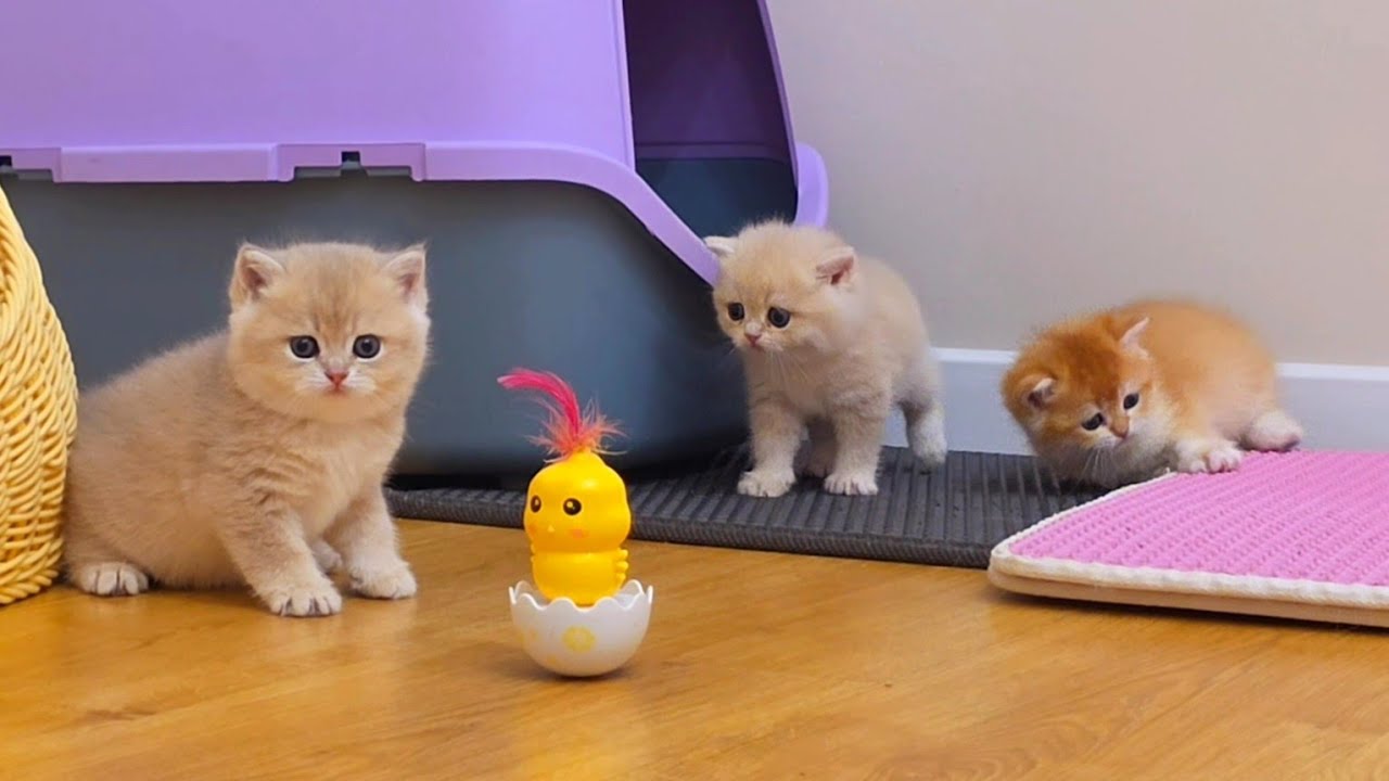 Melania and Bassy are having fun with their funny kittens 🥰