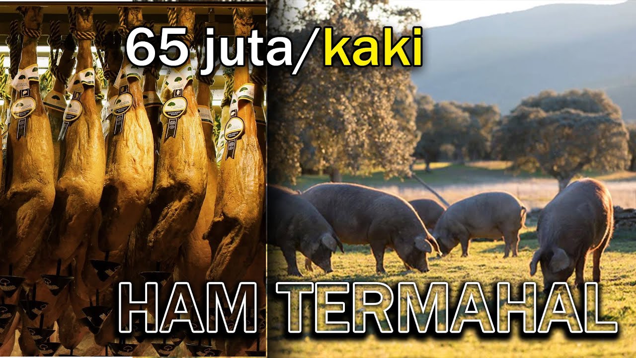 PETERNAKAN BABI HITAM YANG MENCIPTAKAN HAM (DAGING PAHA FERMENTASI ALAMI) TERMAHAL DI DUNIA