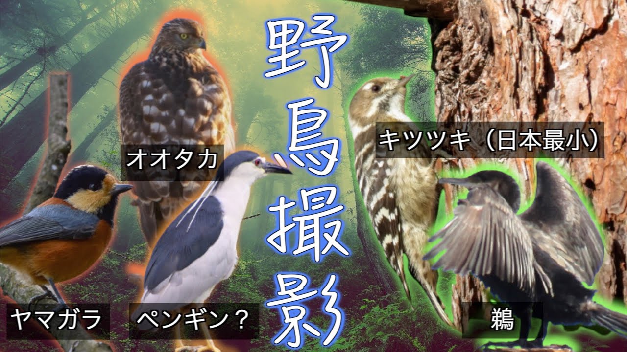 都内の野鳥　大鷹（オオタカ）・ヤマガラなど　コゲラの木を突く音あり。