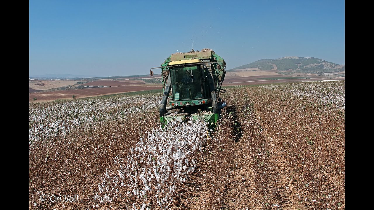 7.10.2016 Cotton picking, Tel-Yosef, Israel