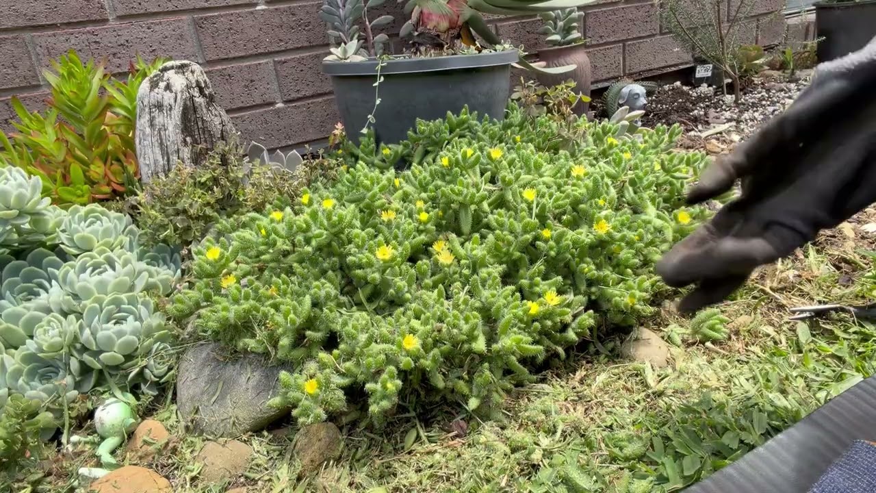 Working on the back garden- clean up of overgrown succulents