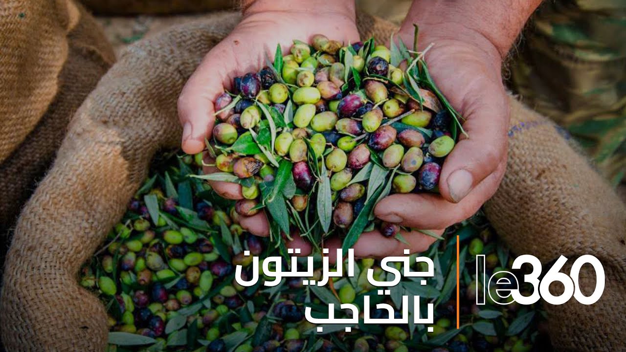 انطلاق موسم جني الزيتون بإقليم الحاجب