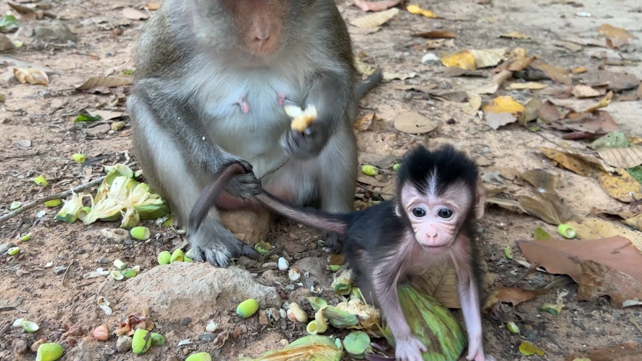 Adorable tiny cute baby AMINA look very smart at explore around mom Anna 