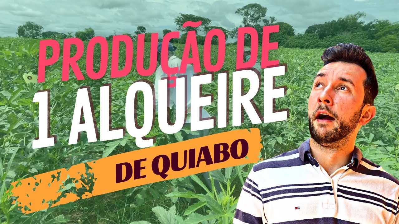 Plantação de 1 alqueire de quiabo