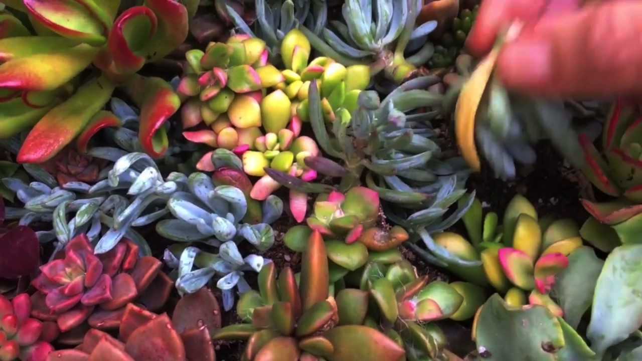 Propagating Succulent Cuttings in the Springtime