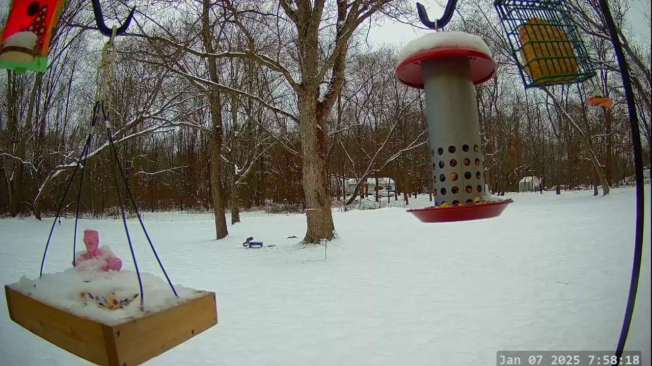 Winter Bird & Critter Cam
