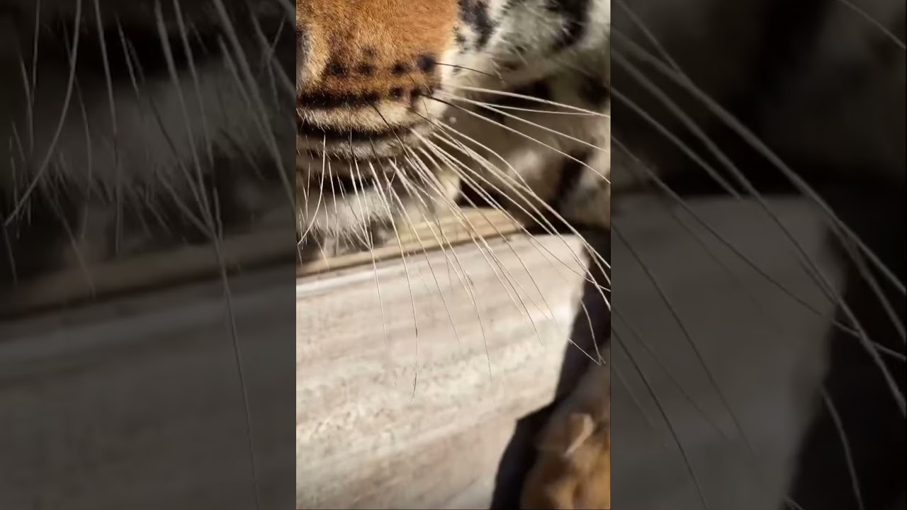 Bengal Tiger close up claws & paws cubs #shorts #tiger #bengaltiger #wildlife